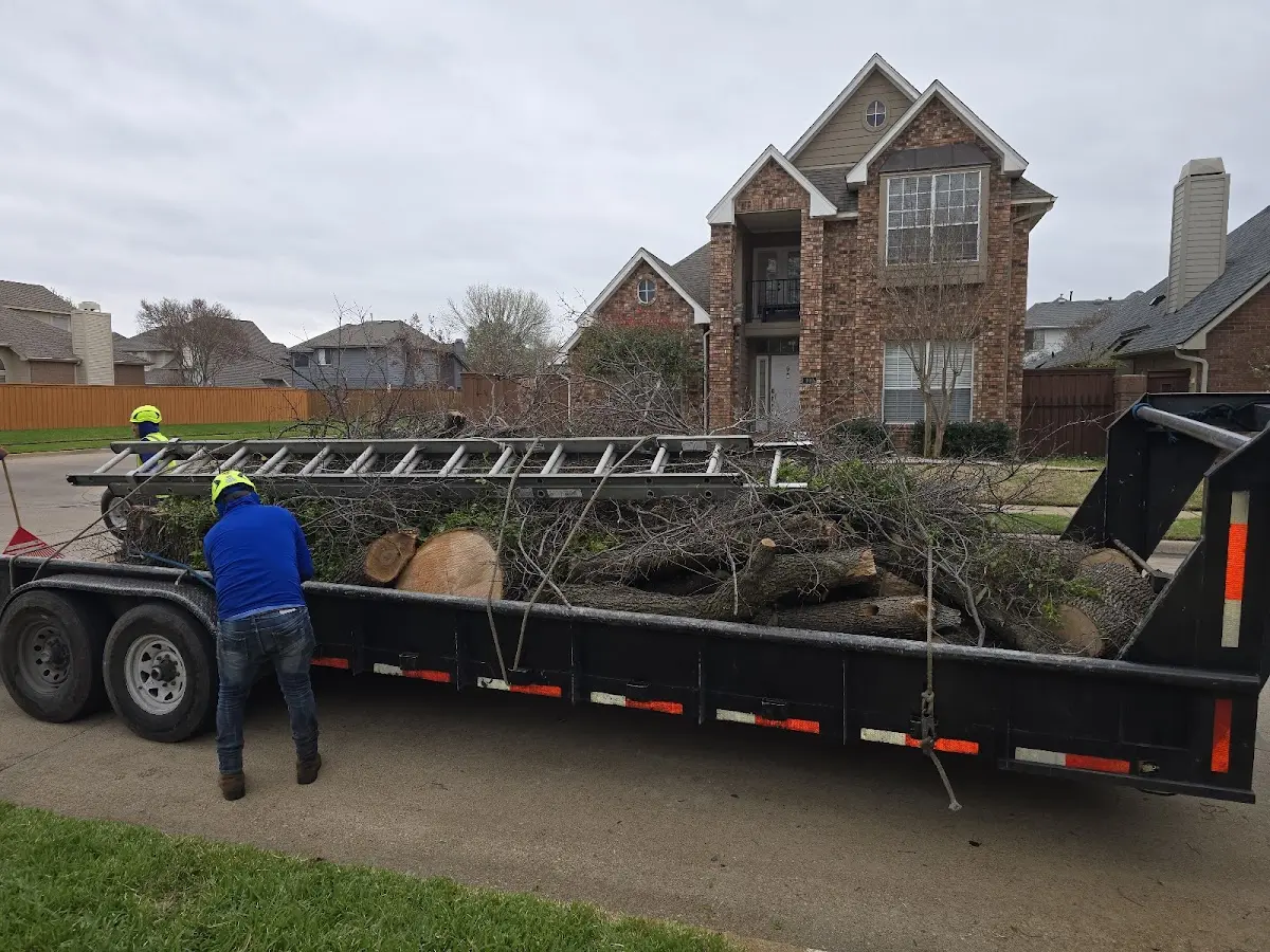Expert Tree Fertilization with proper safety equipment in Elsinore